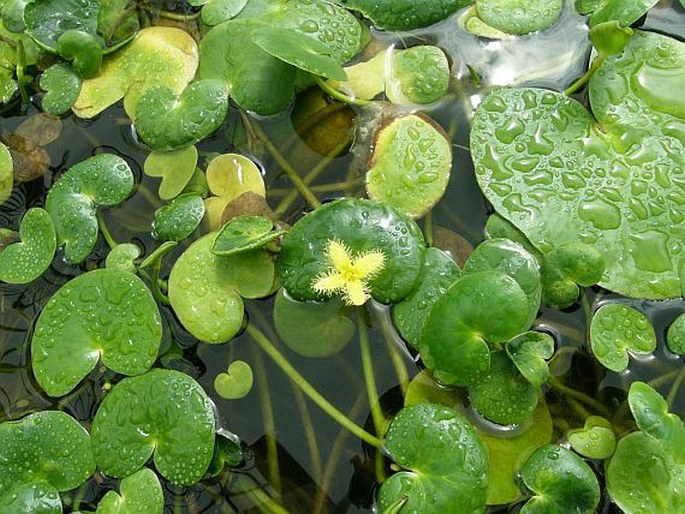 Nymphoides thunbergiana