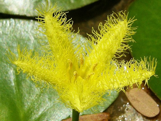 Nymphoides thunbergiana