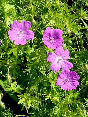 Geranium