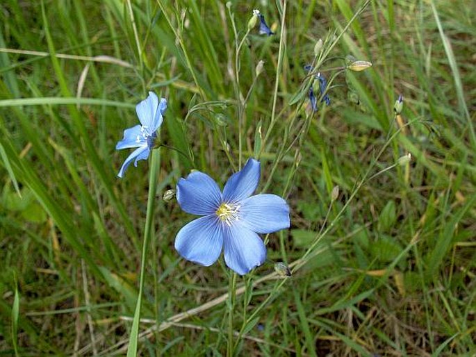 Linum