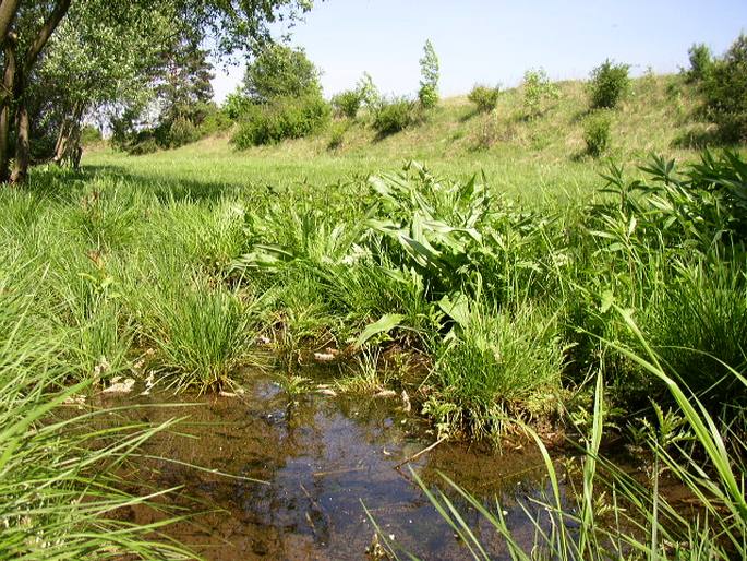 Obůrky-Třeštěnec