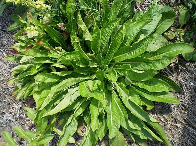 Oenothera biennis