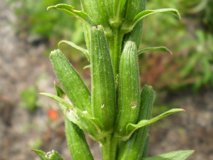 Oenothera biennis