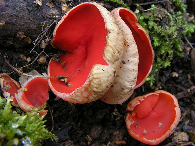 Sarcoscypha austriaca