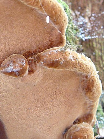 Phellinus torulosus