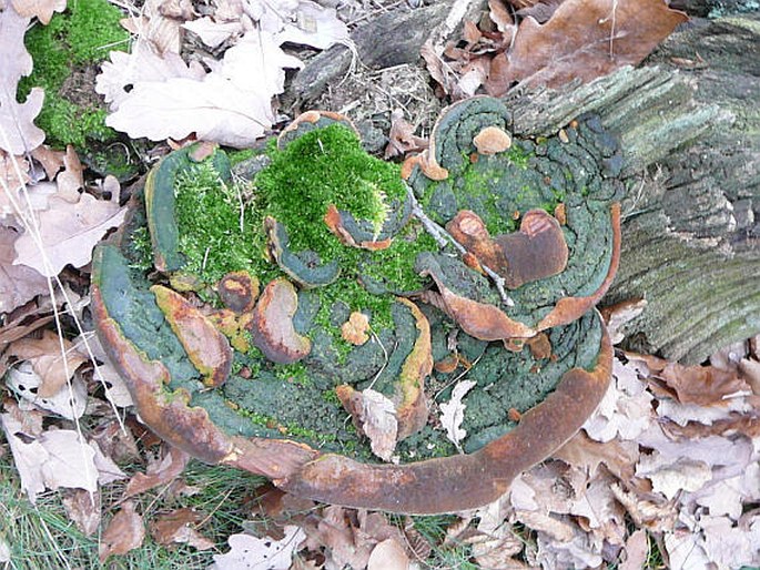 Phellinus torulosus