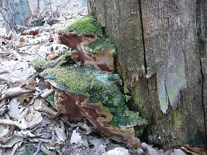 Phellinus torulosus