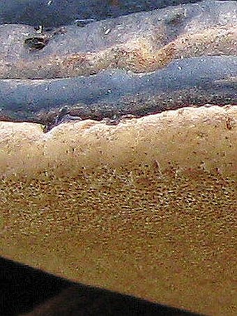 Phellinus igniarius