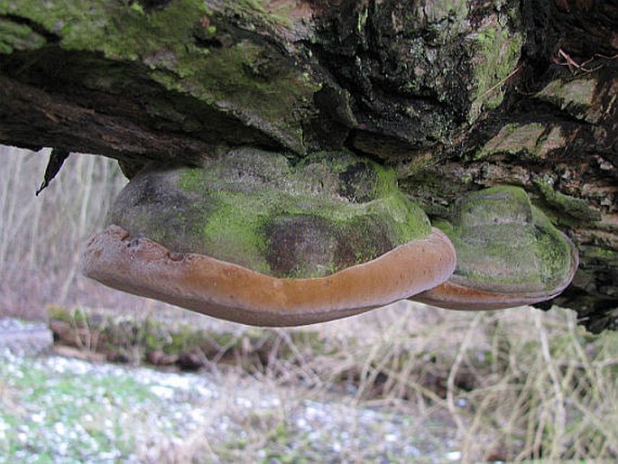 Phellinus igniarius