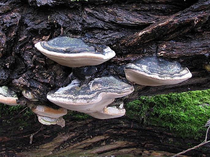 Phellinus igniarius