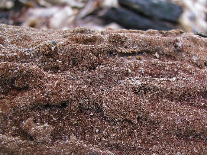 PHELLINUS FERRUGINOSUS (Schrad.) Pat. - ohňovec rezavý / ohňovec hrdzavohnedý