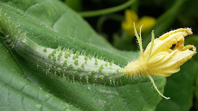 Cucumis sativus