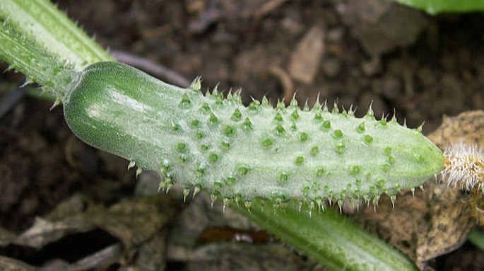 Cucumis sativus