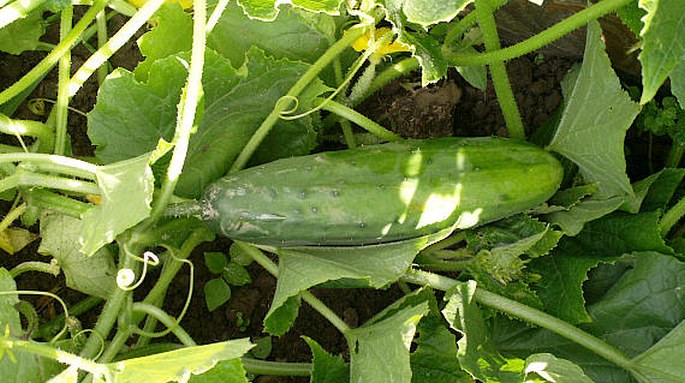 Cucumis sativus