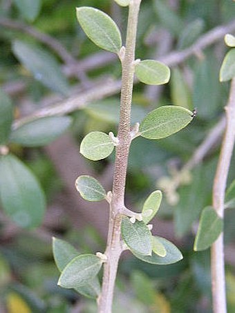 Olea europaea