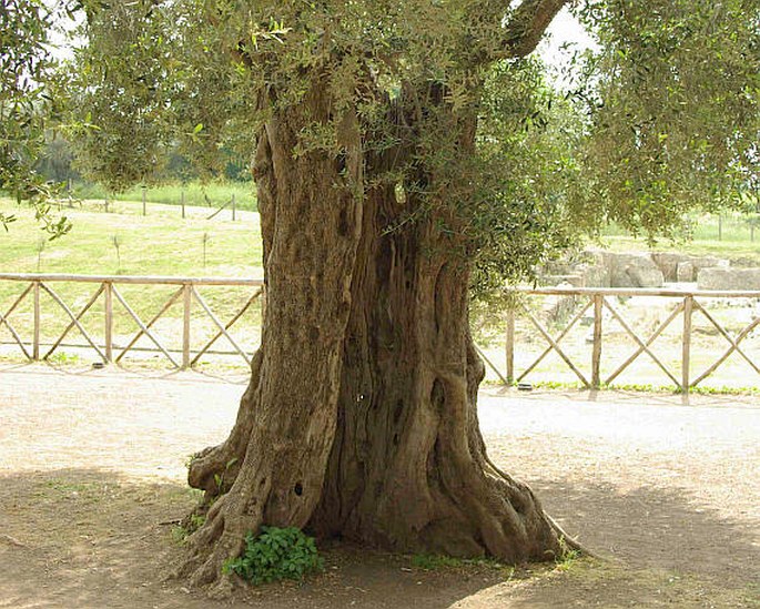 Olea europaea