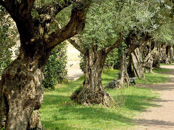 Olea europaea