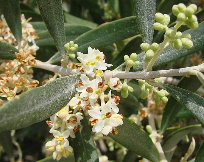 Olea europaea