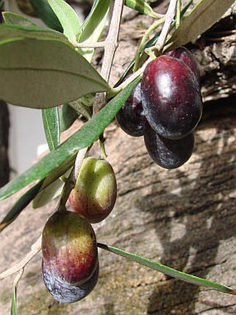 Olea europaea