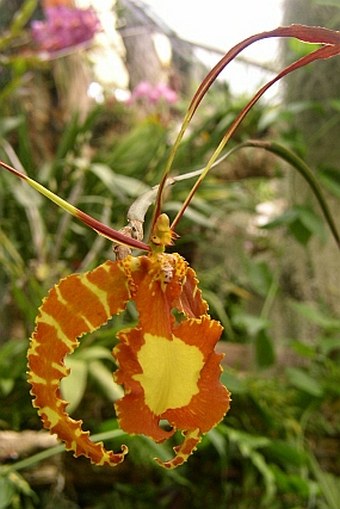 Psychopsis papilio