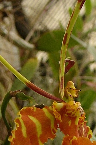 Psychopsis papilio