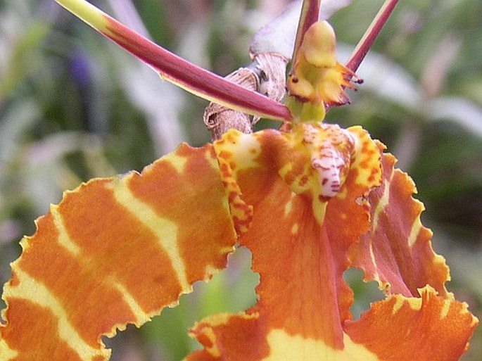 Psychopsis papilio