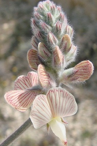 Onobrychis venosa