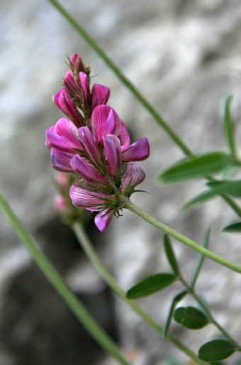 Onobrychis montana