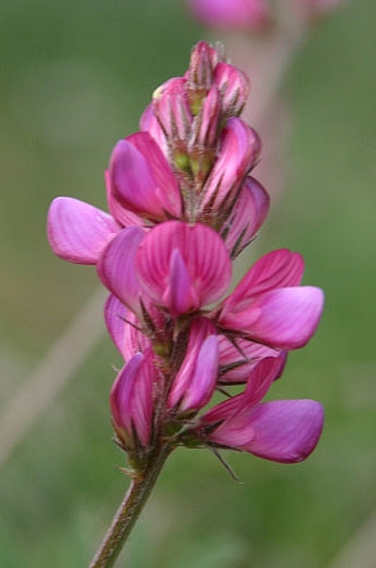 Onobrychis montana