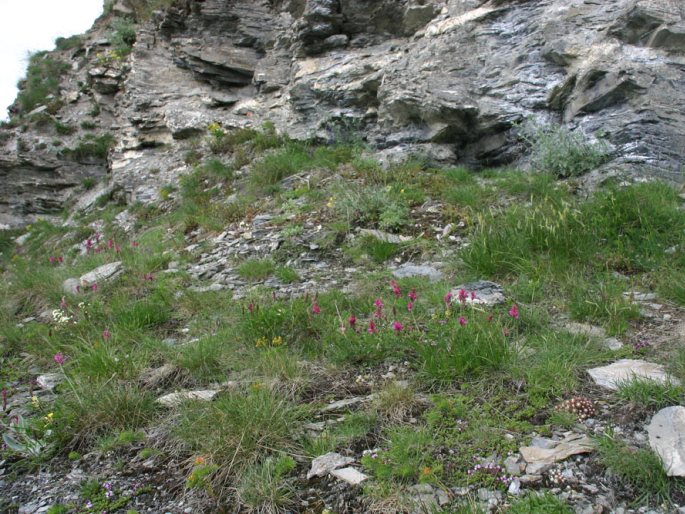 Onobrychis montana