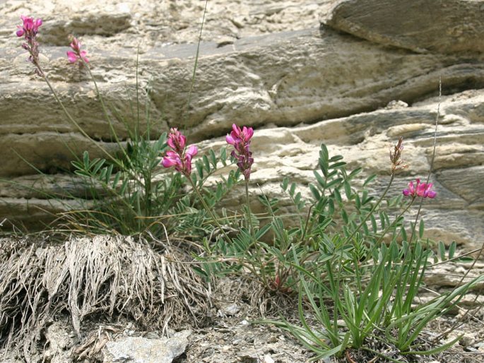 Onobrychis montana