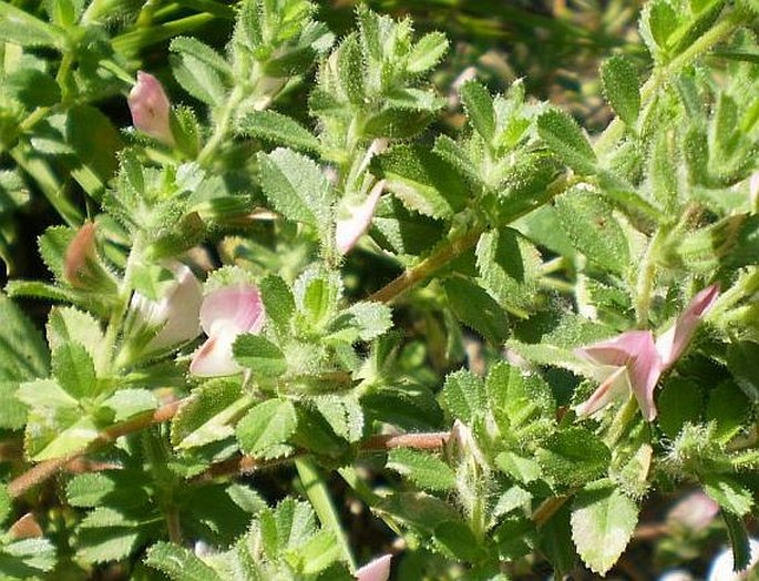 Ononis repens