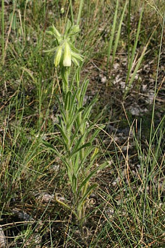 Onosma arenaria