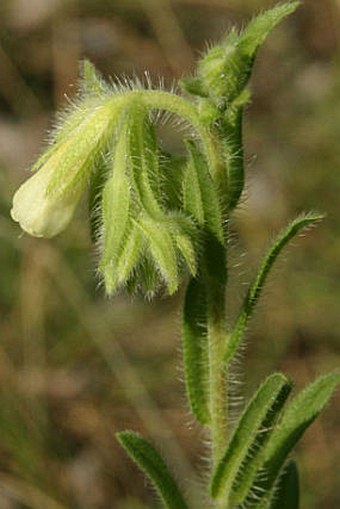 Onosma arenaria