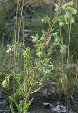 Onosma arenaria