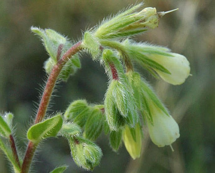 Onosma arenaria