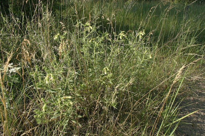 Onosma arenaria