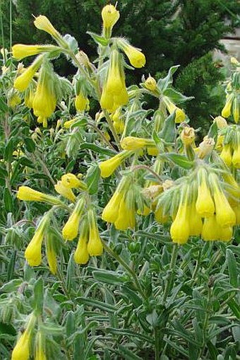 Onosma caucasica