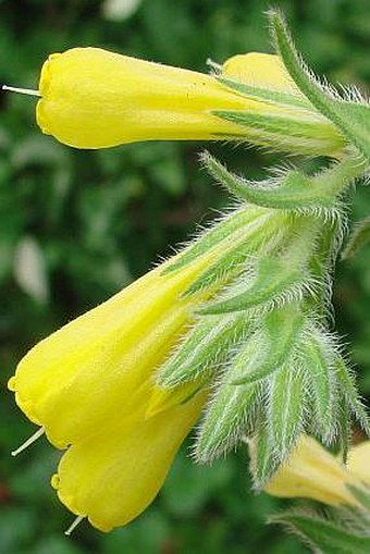 Onosma caucasica