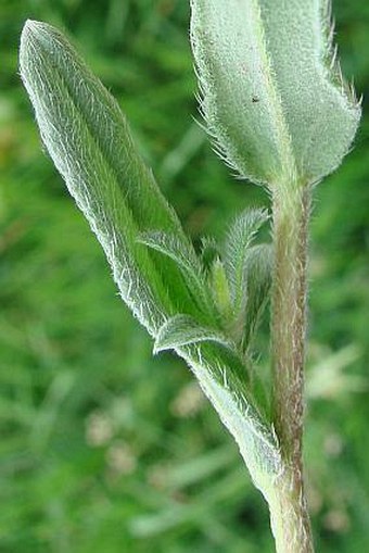 Onosma caucasica