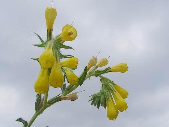 Onosma caucasica