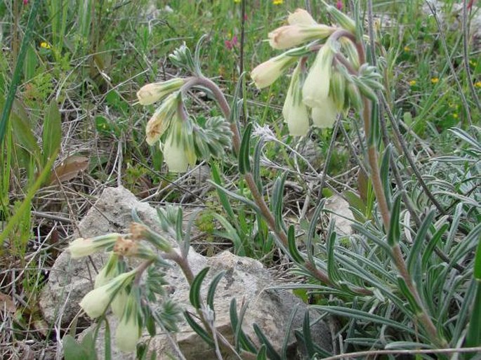 Onosma echioides subsp. angustifolia