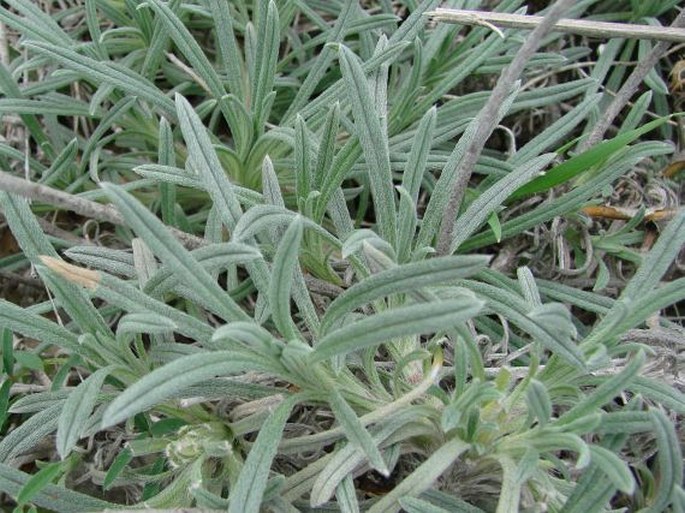 Onosma echioides subsp. angustifolia