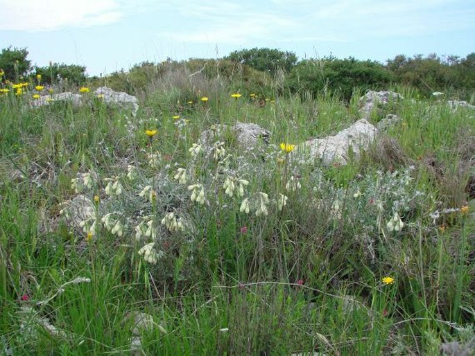 Onosma echioides subsp. angustifolia