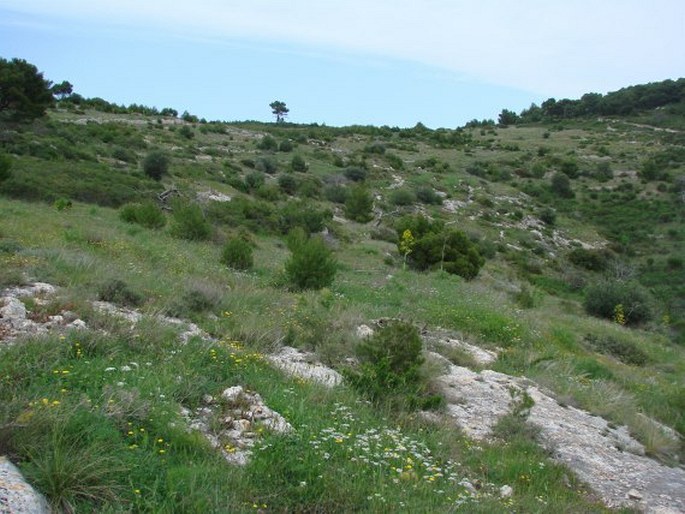 Onosma echioides subsp. angustifolia