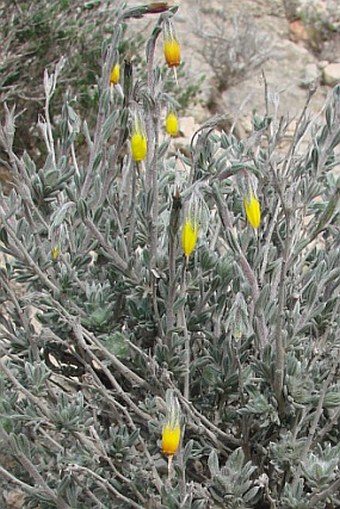 Onosma fruticosa