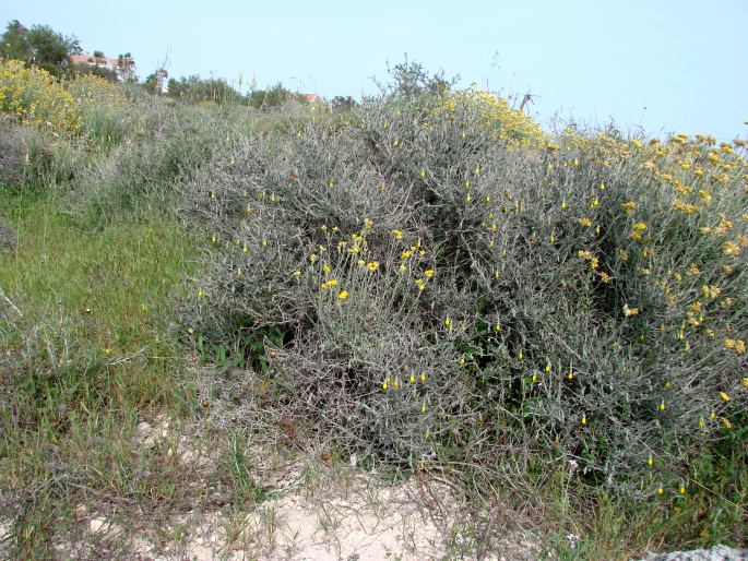 Onosma fruticosa