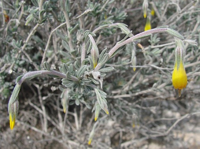 Onosma fruticosa