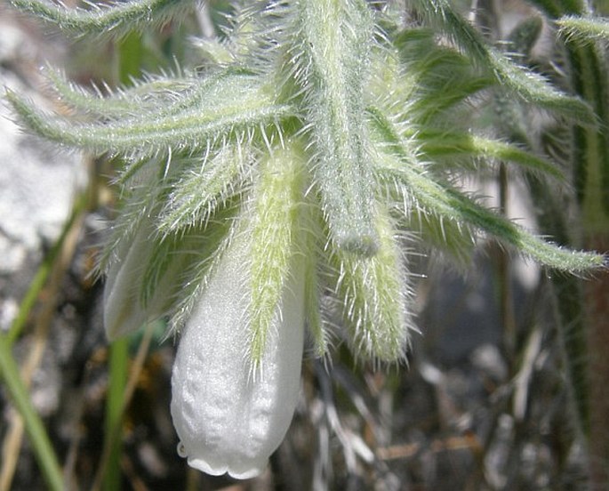 Onosma lycaonica