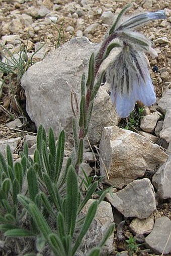 Onosma mirabilis